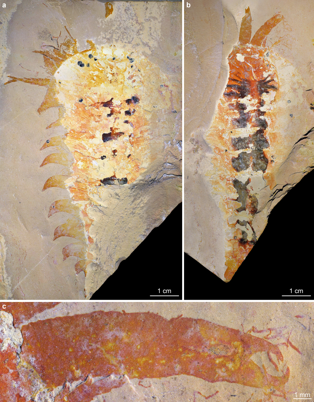Holotype specimen (part and counterpart) showing Megachelicerax cousteaui spectacular pincer-like chelicerae.